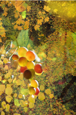 REBE IM HERBST