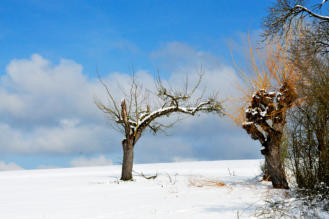 APFELBAUM IM WINTER