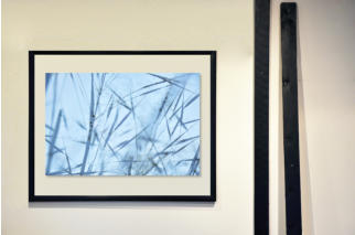 GRASHALM - Acrylglas