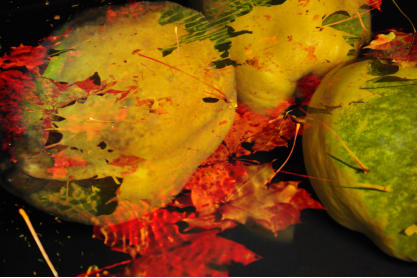 SURREALISMUS QUITTEN 1