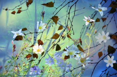 DEINE BLUMENWIESE