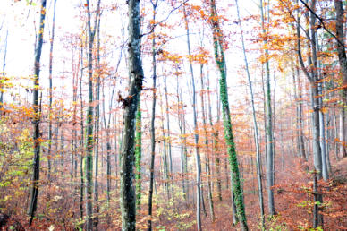 IM LICHTEN WALD