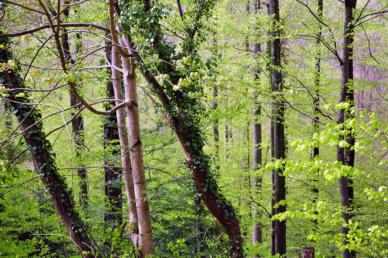 WALD IM AUFBRUCH