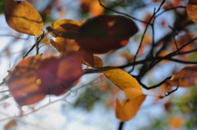 LAUB IM WIND