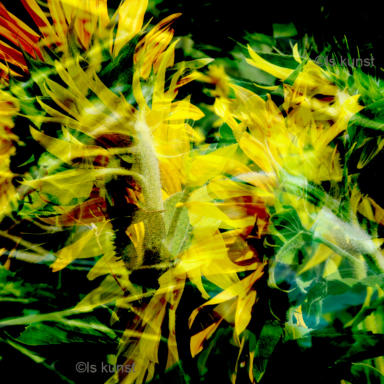 SONNENBLUMEN IM WIND